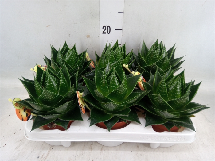 <h4>Aloe aristata 'Cosmo'</h4>