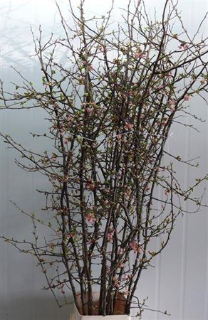 <h4>Chaenomeles Superba Pink</h4>