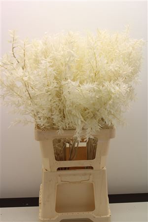 <h4>Dr Ruscus Bleached Naturel</h4>