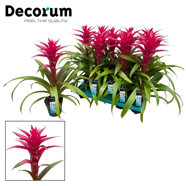 <h4>Guzmania Voila (Decorum)</h4>