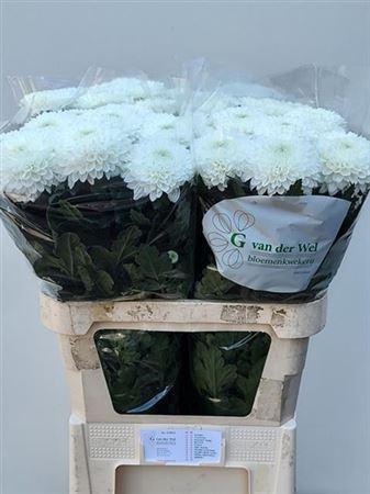 <h4>Chr G Silent</h4>