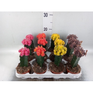 Gymnocalycium mihanov. 'Brasil'