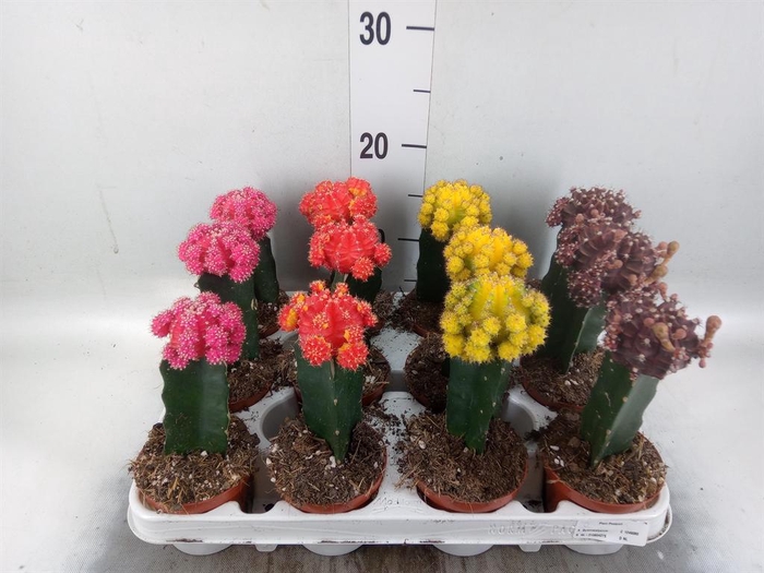<h4>Gymnocalycium mihanov. 'Brasil'</h4>