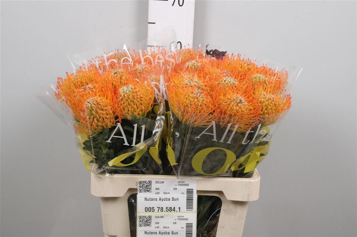 <h4>Leuco Ayoba Sun</h4>