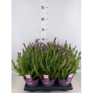 Lavandula stoec. 'Anouk'