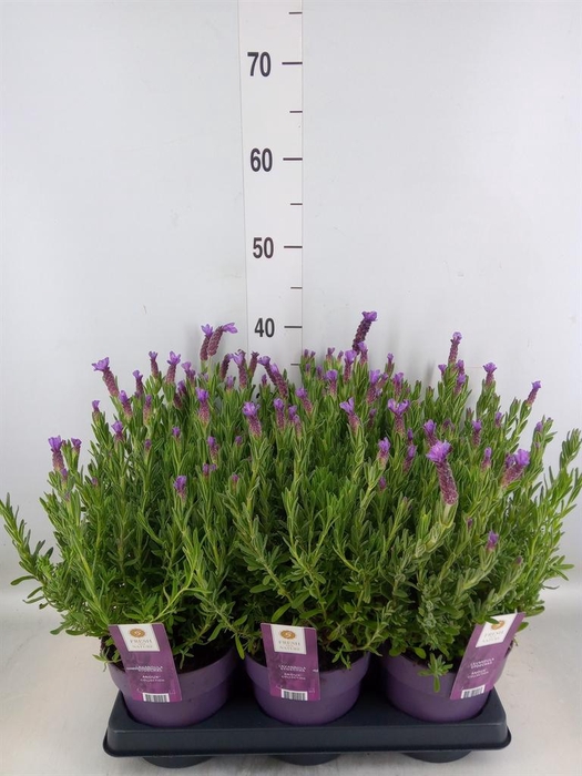 <h4>Lavandula stoec. 'Anouk'</h4>