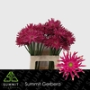 Gerbera Pastini Puglia Water X40 Lang