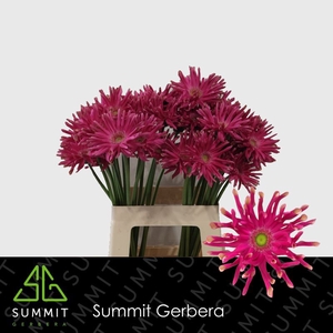 Gerbera Pastini Puglia Water