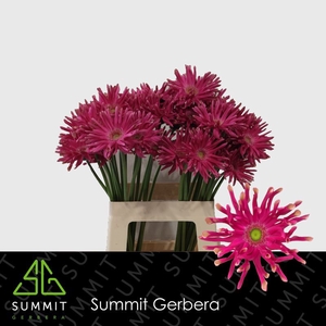 Gerbera Pastini Puglia Lang Gelijk 56cm Water x40