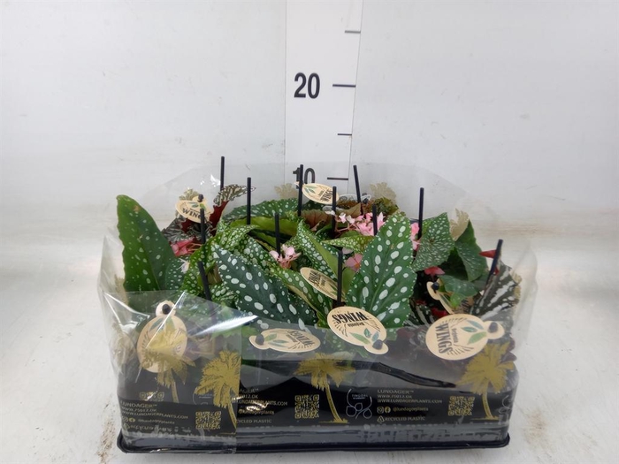 <h4>Begonia BD   ...</h4>