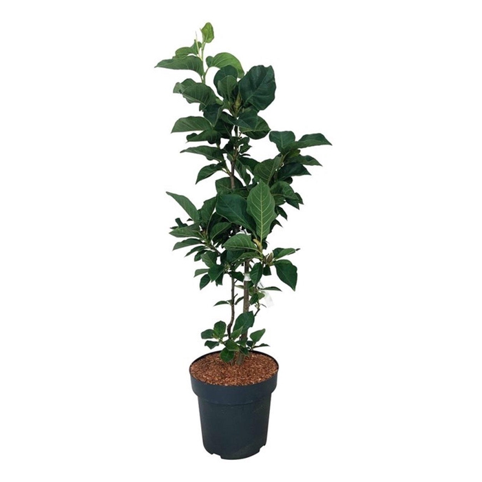 <h4>Magnolia soul. 'Cameo'</h4>