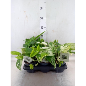 Epipremnum pinn. 'Marble Variegata'