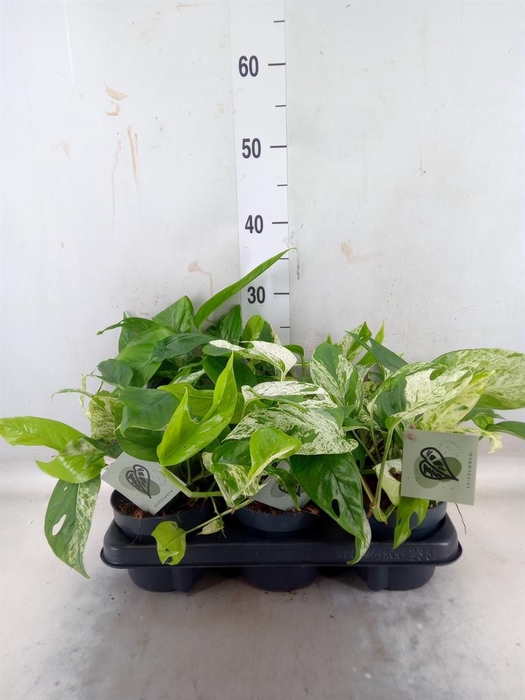 <h4>Epipremnum pinn. 'Marble Variegata'</h4>
