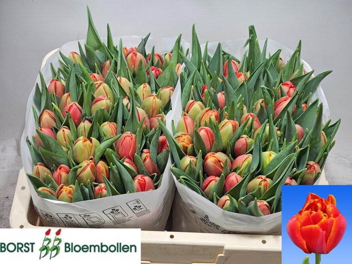 <h4>TU DU TERMINATOR</h4>