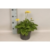 vaste planten 19 cm  Doronicum orientale