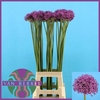 Allium Gladiator