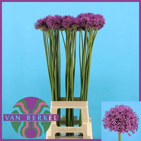 <h4>Allium Gladiator</h4>