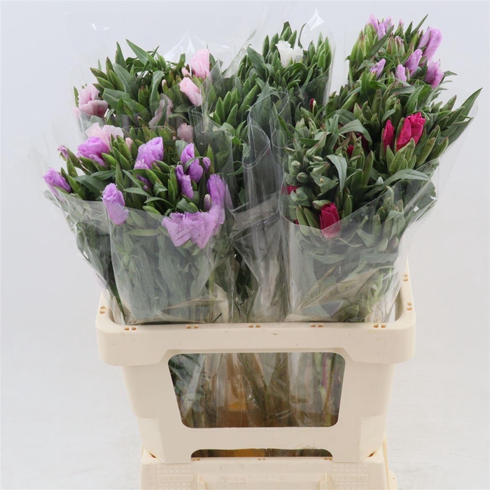 <h4>Clarkia amoena gemengd in bos</h4>