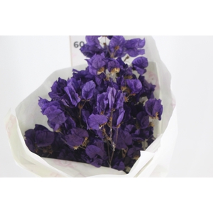 FLOR DE PRIMAVERA DESIDRATADA ROXO