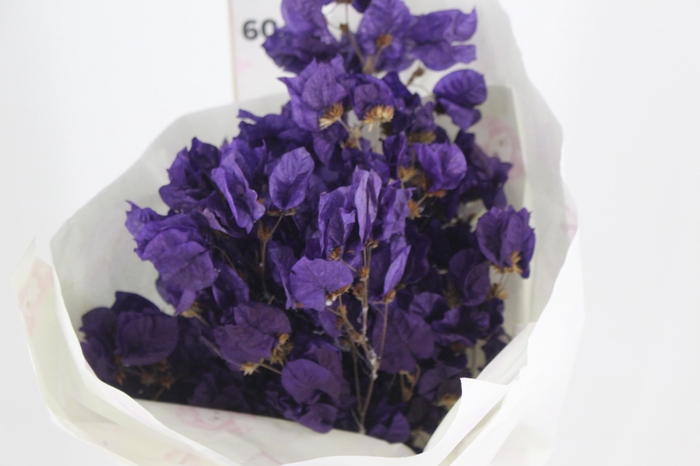 <h4>FLOR DE PRIMAVERA DESIDRATADA ROXO</h4>