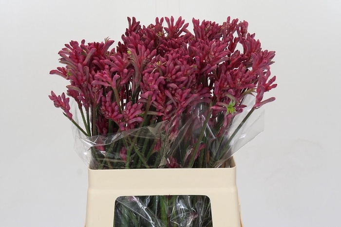 <h4>Kangaroo Paw Mini Pearl</h4>