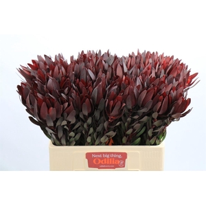 Leucadendron Saf Sunset Dark R.