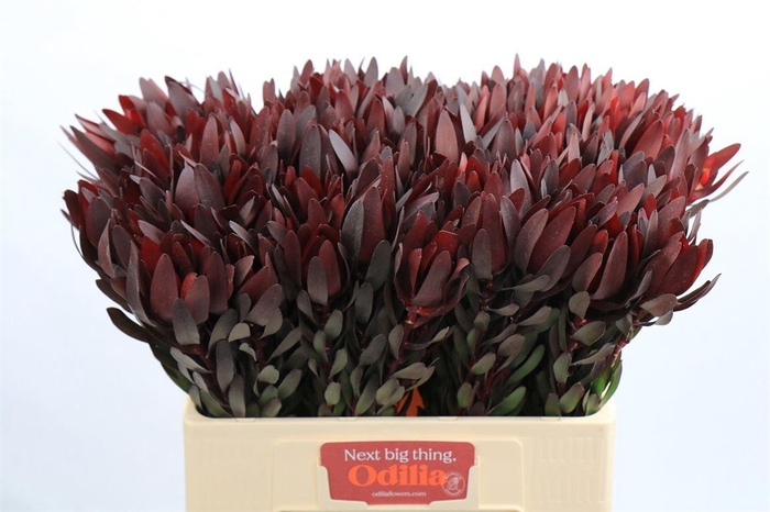 Leucadendron Saf Sunset Dark R.