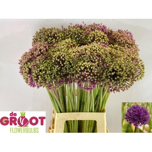 ALLIUM PURPLE SENS