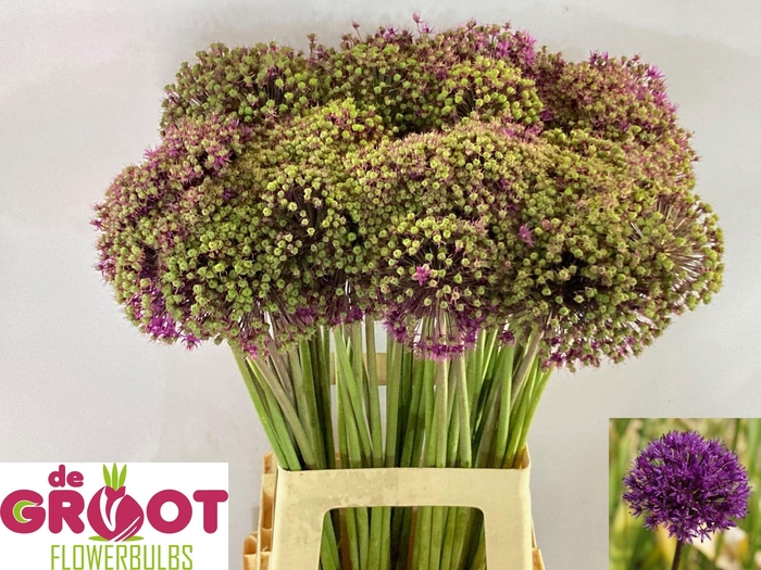 <h4>ALLIUM PURPLE SENS</h4>
