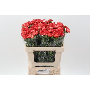 Di Solomio Blush Fly It