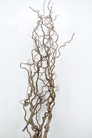 <h4>CORYL AV CONTORTA</h4>