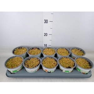 Hordeum sp.   ...kattegras zaai