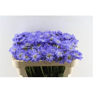Scabiosa Staefa Blue