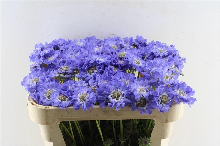 <h4>Scabiosa Staefa Blue</h4>