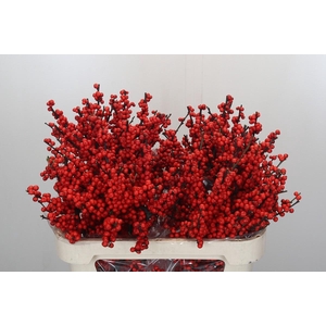 Ilex Rood