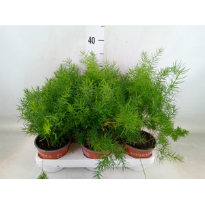 Asparagus dens. 'Sprengeri'