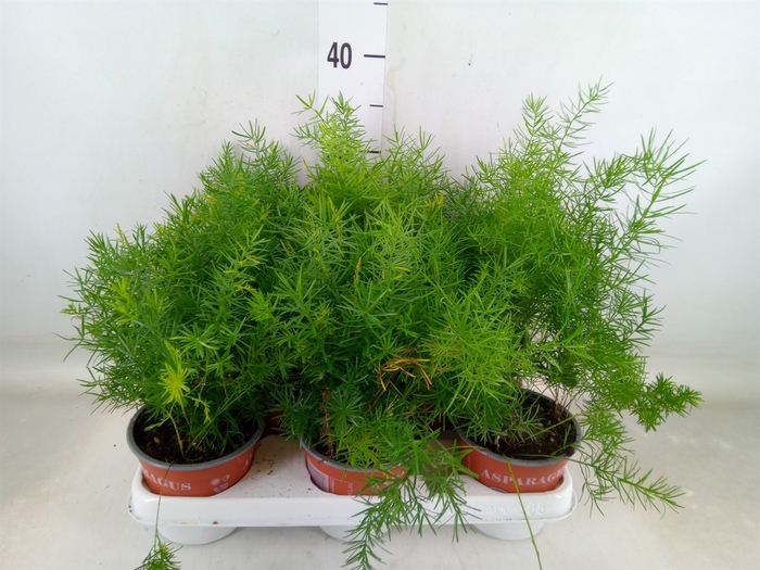 <h4>Asparagus dens. 'Sprengeri'</h4>