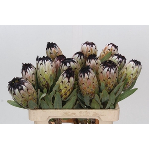 PROTEA MAGNIFICA 'NIOBE'