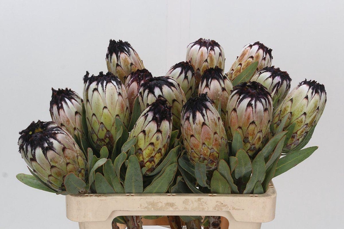 <h4>PROTEA MAGNIFICA 'NIOBE'</h4>