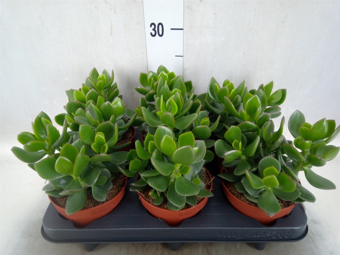 <h4>Crassula  'Hulk'</h4>