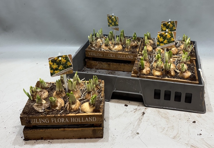 <h4>ARR N TETE A TETE</h4>