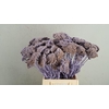 DF Achillea Paint Bs Milka