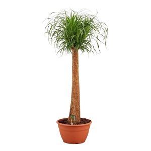 Beaucarnea recht 35 cm