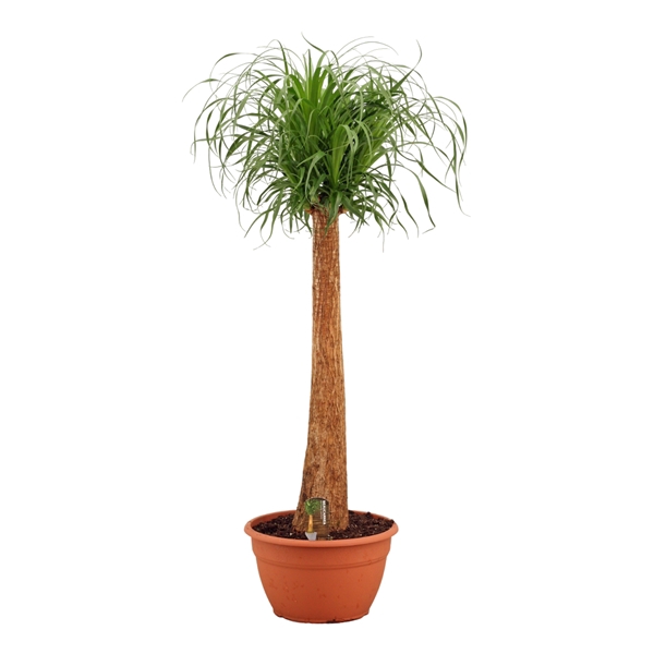 <h4>Beaucarnea recht 35 cm</h4>
