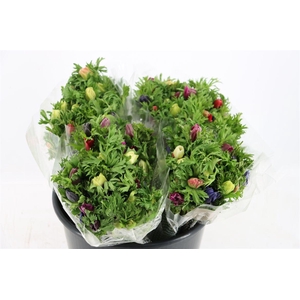 Anem Co Jerusal Mixed