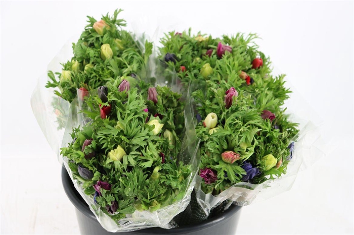 Anem Co Jerusal Mixed