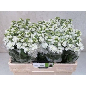 MATTH CENTUM WHITE