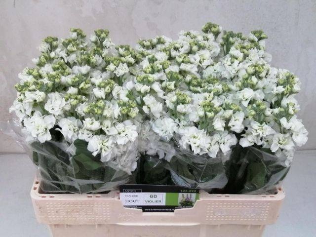 <h4>MATTH CENTUM WHITE</h4>