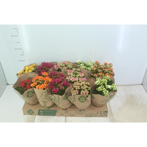 KALANCHOE DOBRADO P11
