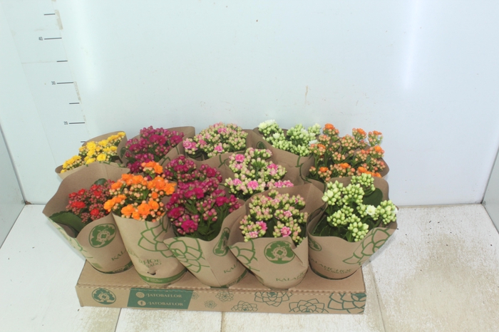 <h4>KALANCHOE DOBRADO P11</h4>